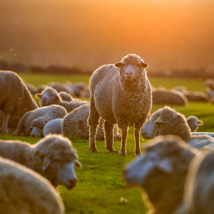 Carpet made from New Zealand wool